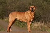 TOSA INU 487